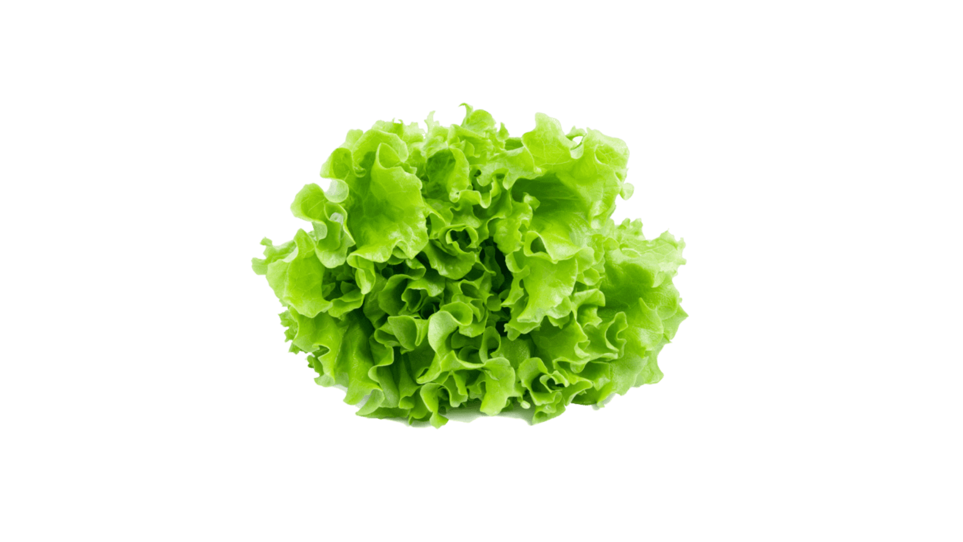 Лист салату